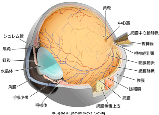 目の内部構造